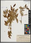 Foto von Salix triandra L.